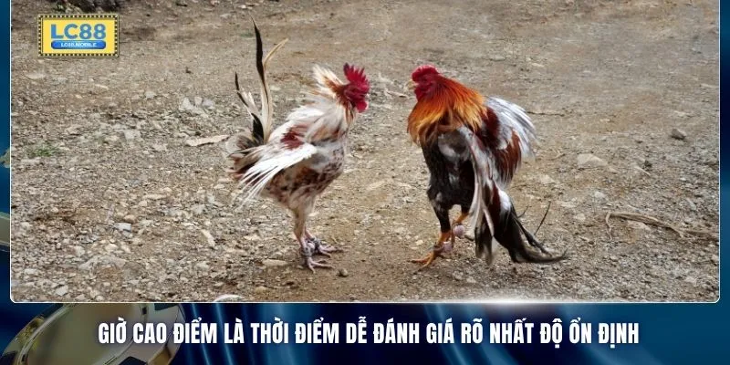 Giờ cao điểm là thời điểm dễ đánh giá rõ nhất độ ổn định