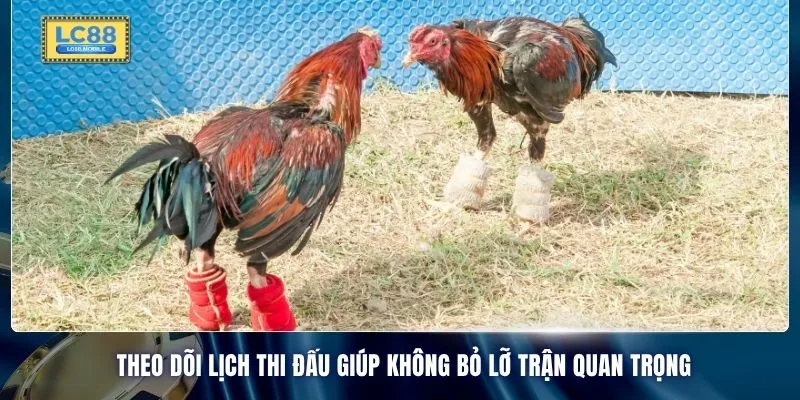 Theo dõi lịch thi đấu giúp không bỏ lỡ trận quan trọng